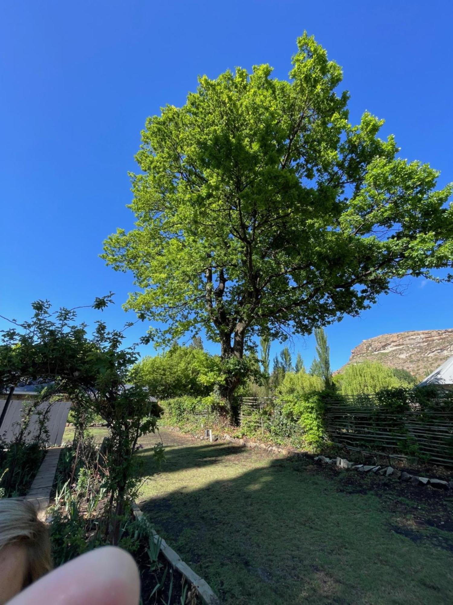 Periwinkle, Grove ,Acorn & Sage Cottages Clarens Exterior foto
