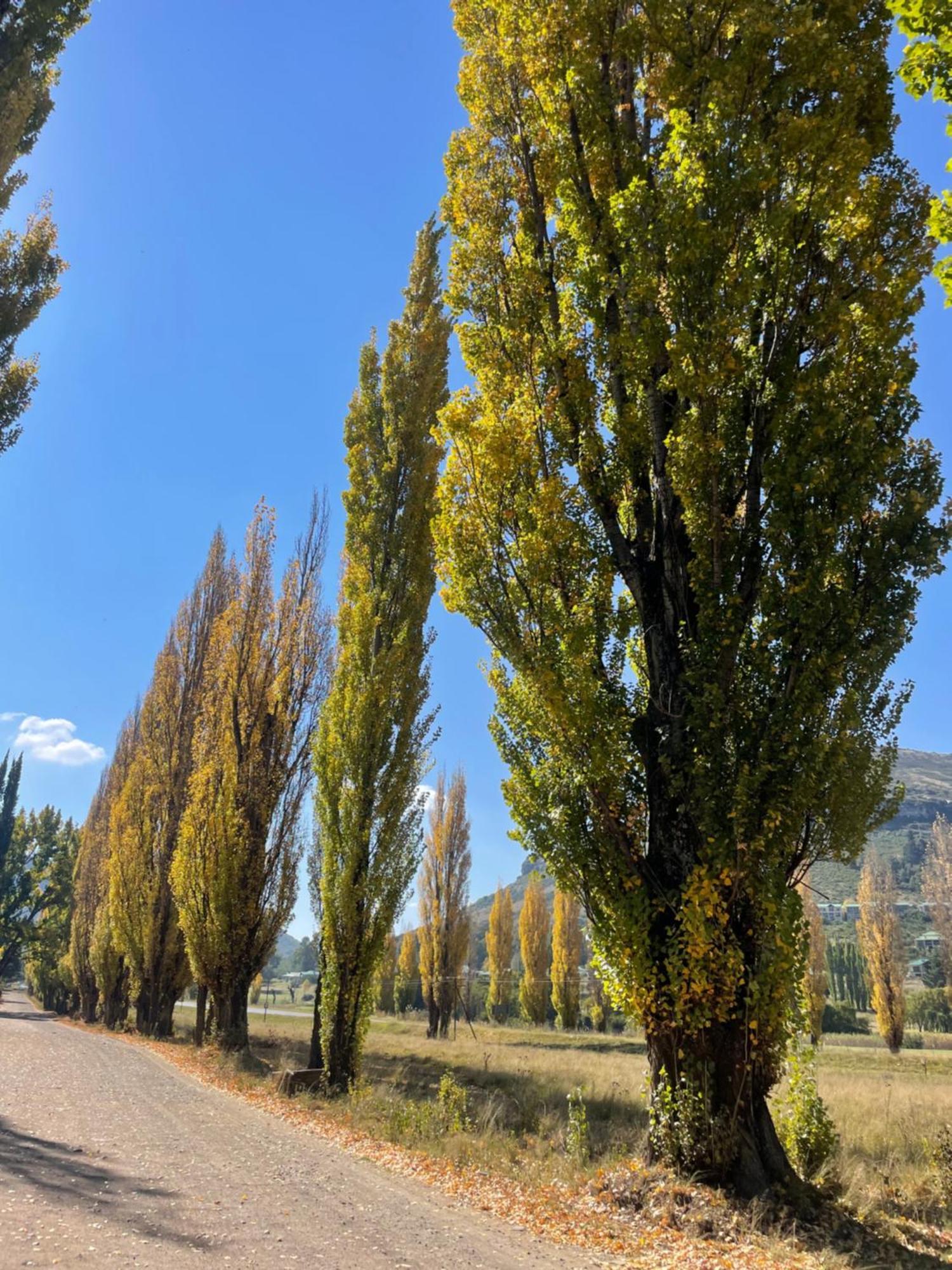 Periwinkle, Grove ,Acorn & Sage Cottages Clarens Exterior foto