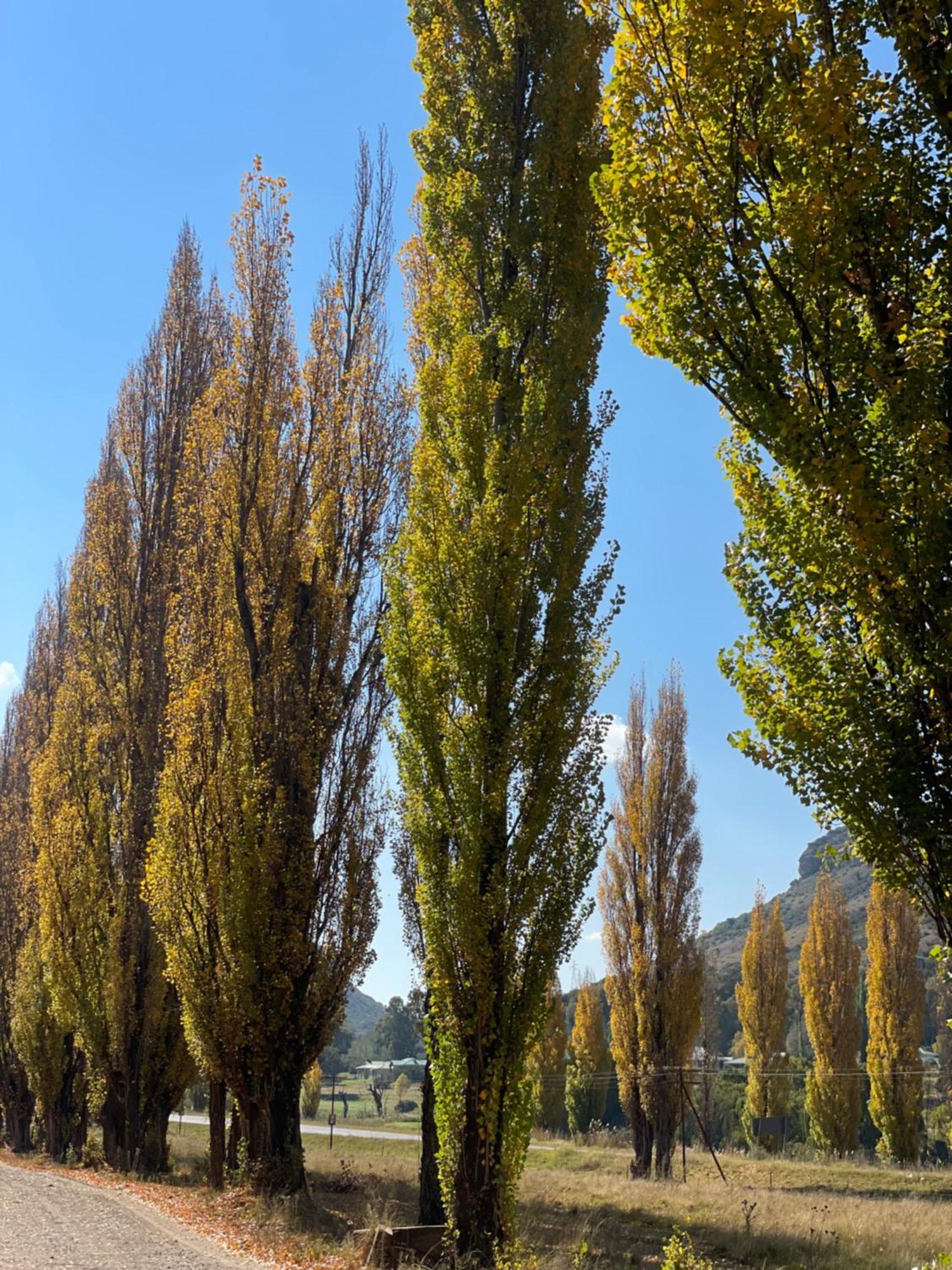 Periwinkle, Grove ,Acorn & Sage Cottages Clarens Exterior foto